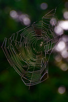 Web in Tree