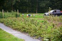 Windmill field